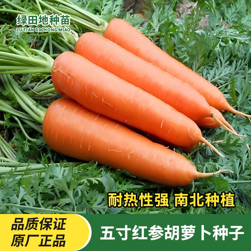 五寸三红参胡萝卜种子红萝卜籽小萝卜种子耐热耐高温家庭蔬菜种子
