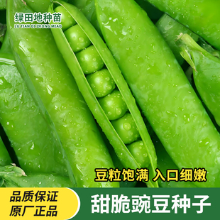 脆甜豌豆种子甜脆豌豆长寿豌豆种荷兰豆农家四季高产耐寒蔬菜种子
