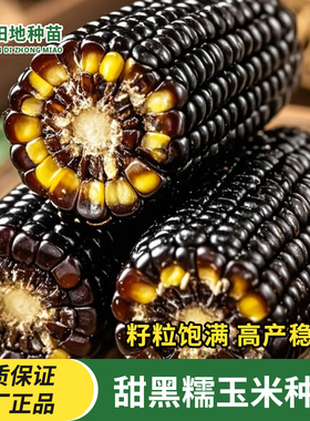 甜黑糯玉米种子黑糯玉米种籽黑色玉米苞谷苞米种甜糯玉米种子大全