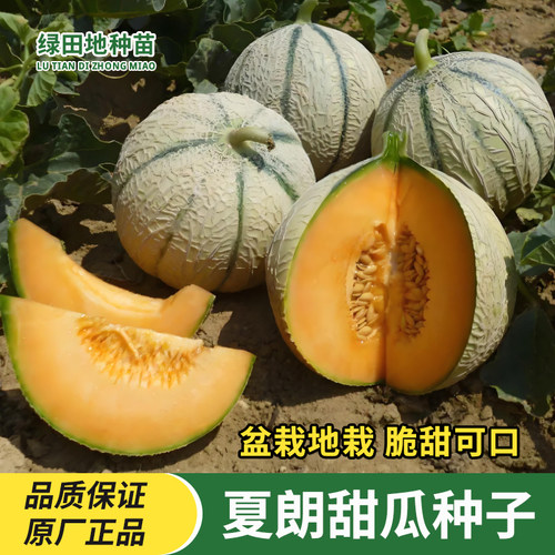 盆栽法国夏朗甜瓜种子
