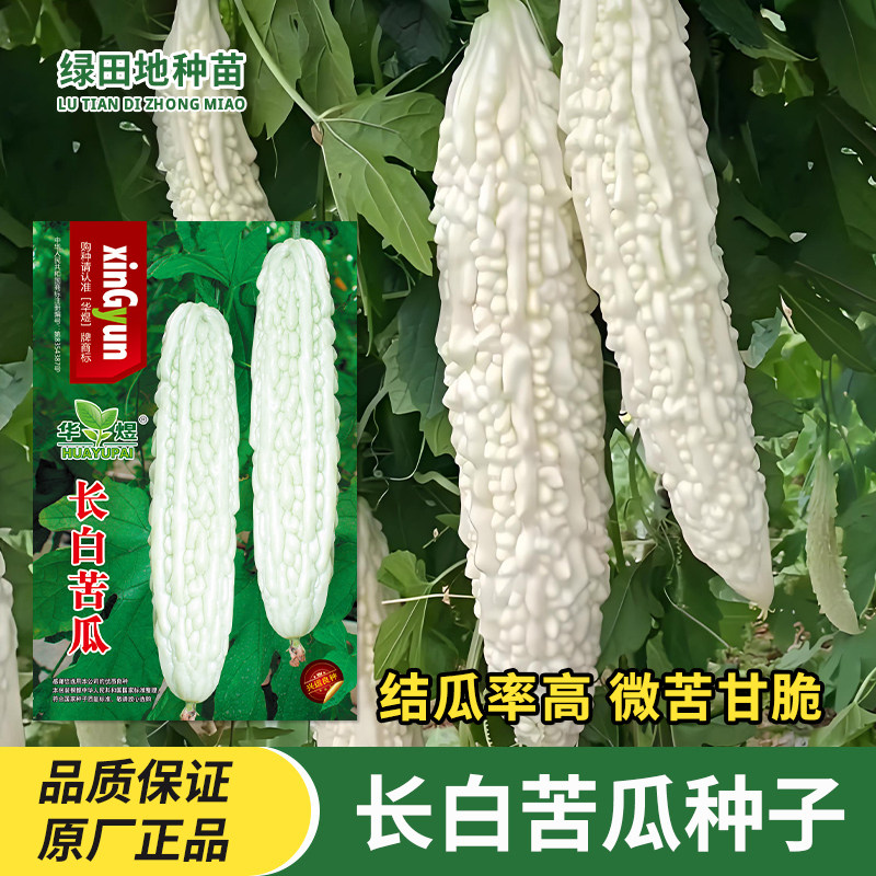长白苦瓜种子白苦瓜种籽