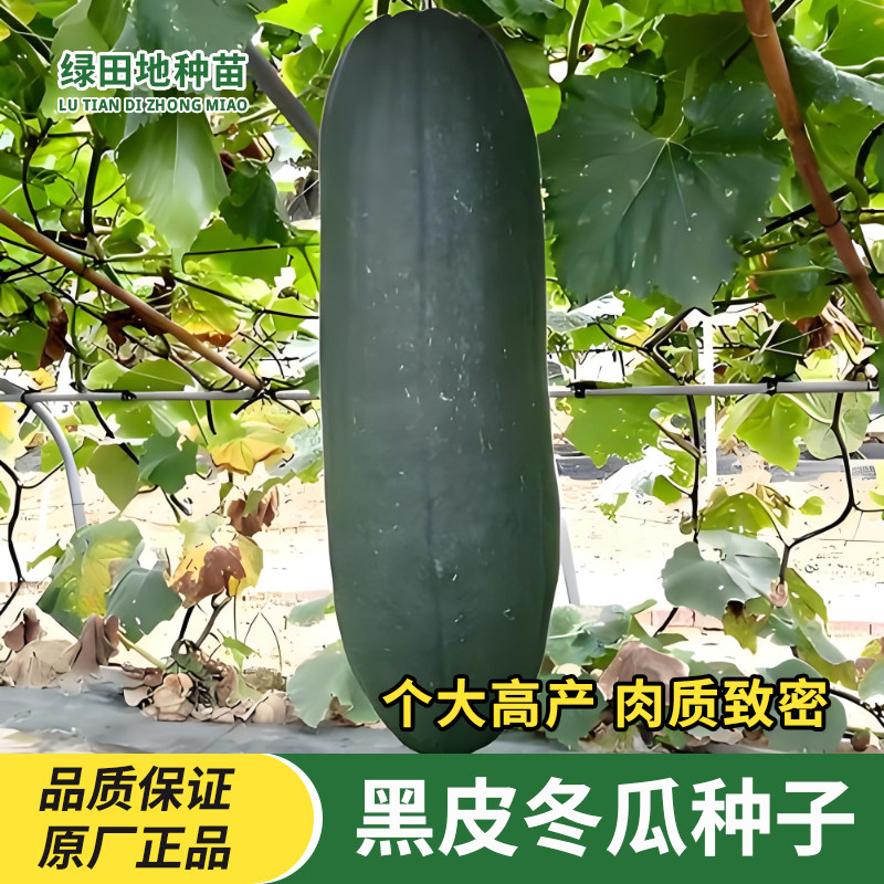 黑皮冬瓜种子蔬菜种子