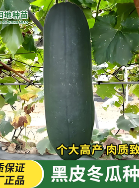 黑皮冬瓜种子易生长抗病墨绿色冬瓜种籽大冬瓜春季田园蔬菜种子籽
