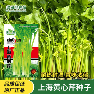 上海黄心芹种子速生高产黄芹菜种籽四季耐寒耐热香芹籽蔬菜种子孑