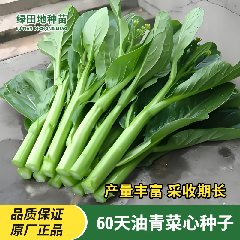 60天油青菜心种子油菜心种籽