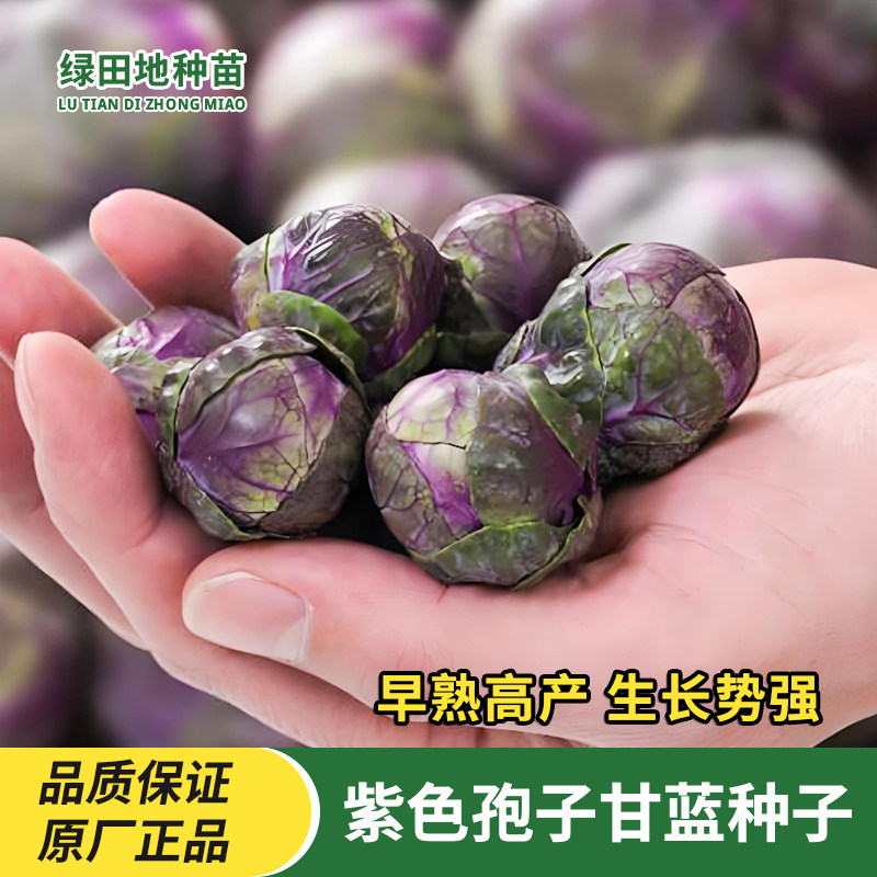 紫色孢子甘蓝种子蔬菜种子