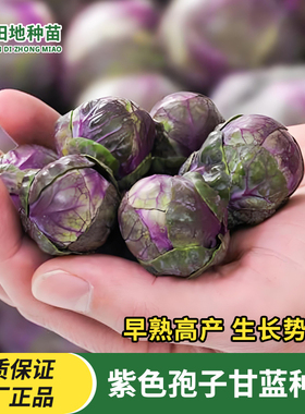 紫色孢子甘蓝种子红绿抱子甘蓝小包菜卷心菜种籽田园庭院蔬菜种子