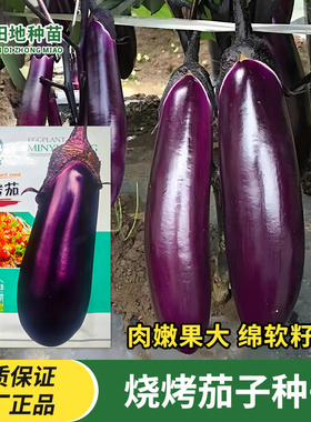 烧烤茄子种子黑紫色长茄特大茄种子家庭菜园蔬菜种子四季春季菜子