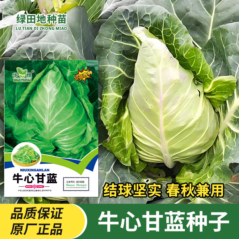 牛心甘蓝种子蔬菜种籽子