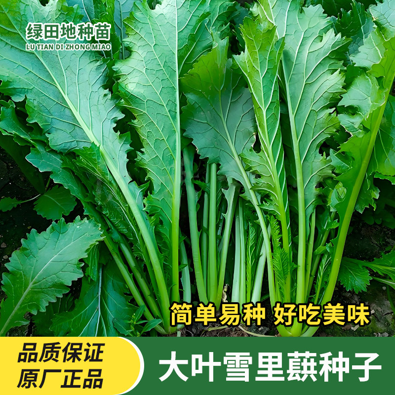 雪里蕻种子大叶九头鸟