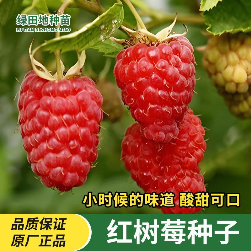 树莓种子野草莓树种子