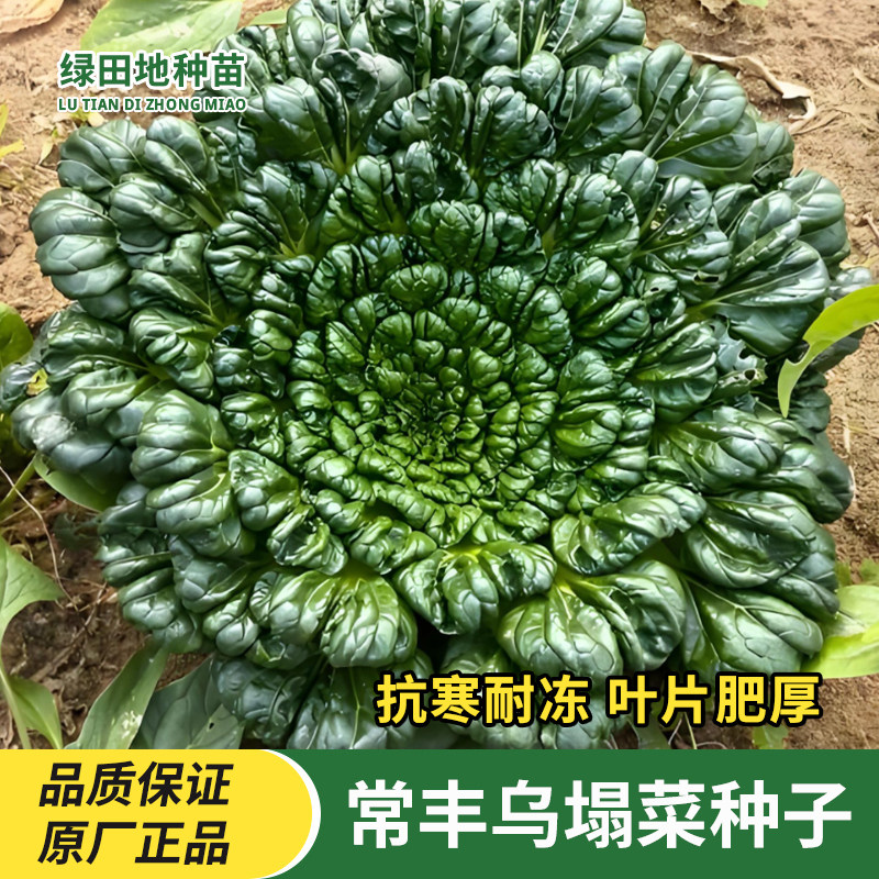 乌塌菜种子蔬菜种子易种植