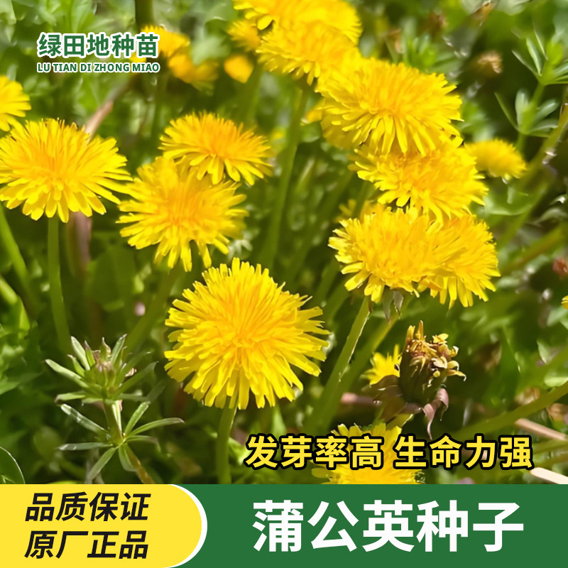 蒲公英种子婆婆丁观赏食用