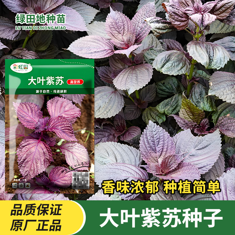 大叶紫苏种子苏子叶种孑