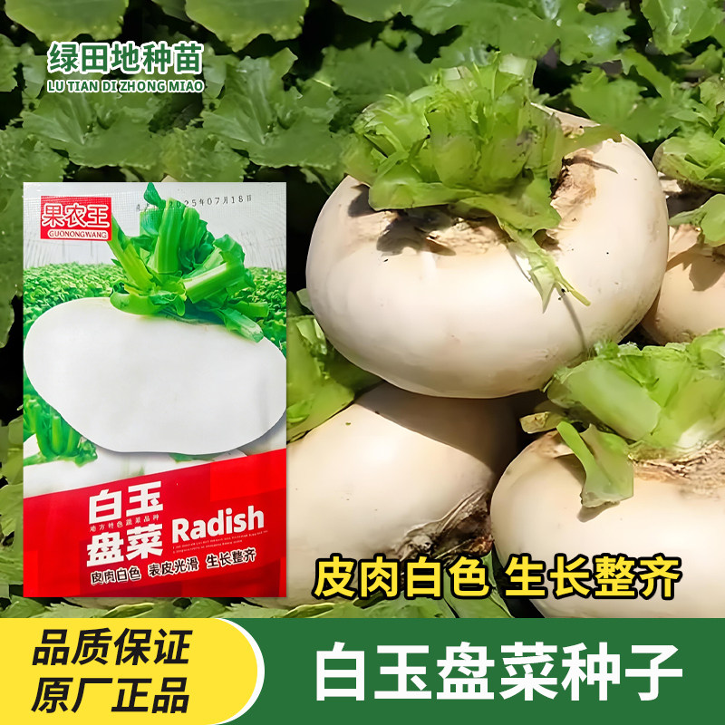 白玉盘菜种子盘菜头大头菜芥菜盆菜种籽白皮白肉庭院菜园蔬菜种子