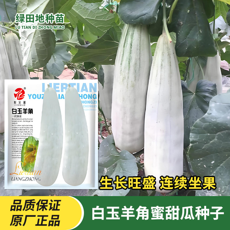 白玉羊角蜜甜瓜种子水果种子籽