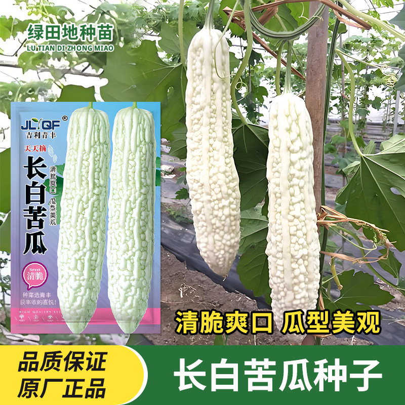 长白苦瓜种子早熟白色苦瓜种籽春秋农家田园菜园庭院瓜果蔬菜种子
