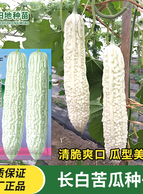 长白苦瓜种子早熟白色苦瓜种籽春秋农家田园菜园庭院瓜果蔬菜种子