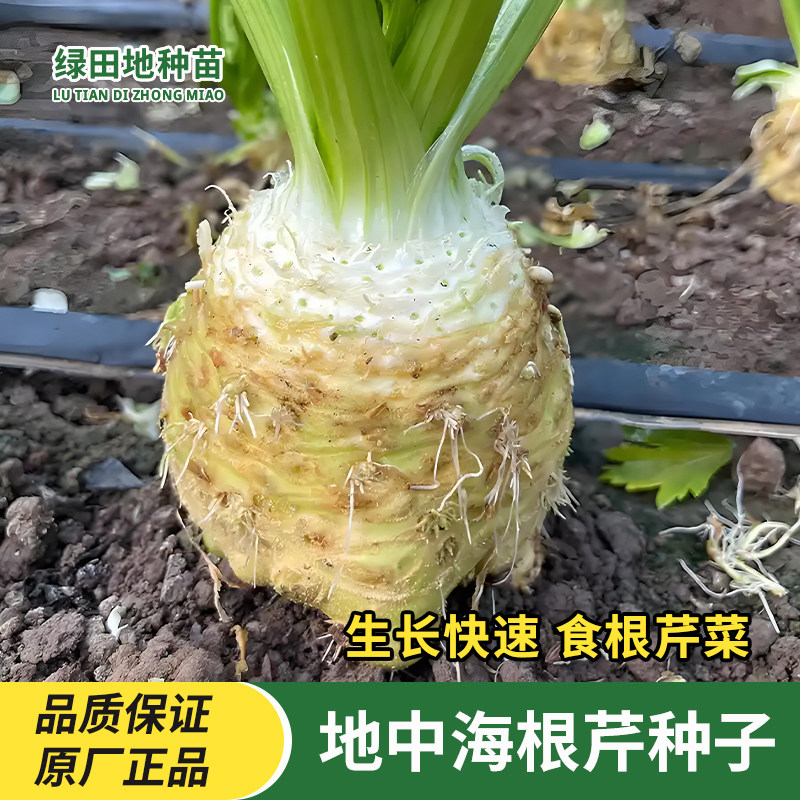 地中海根芹种子蔬菜种子