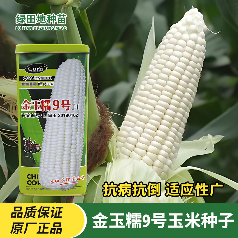 拖车头金玉糯9号玉米种子