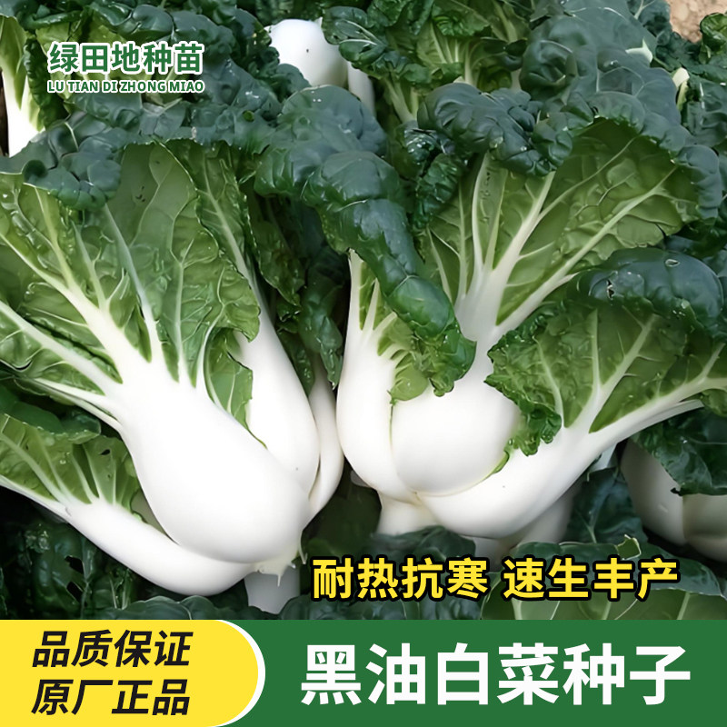 黑油白菜种子乌油冬种籽奶白菜乌塌小白菜秋冬季春四季播蔬菜种子