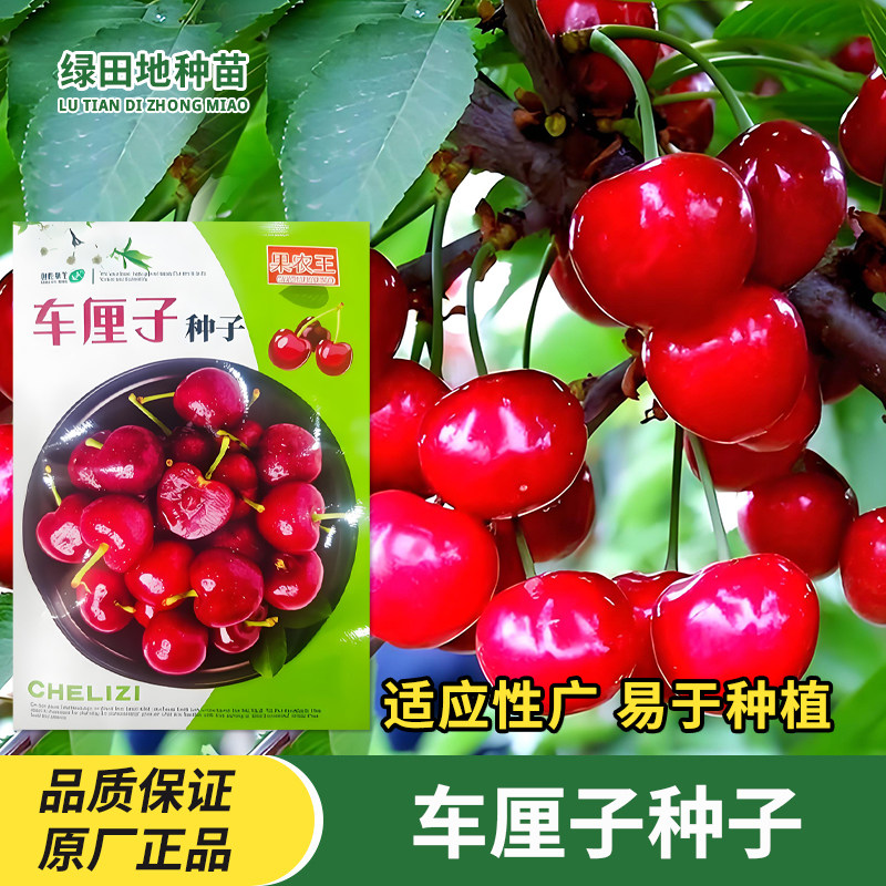 车厘子种子大樱桃种子