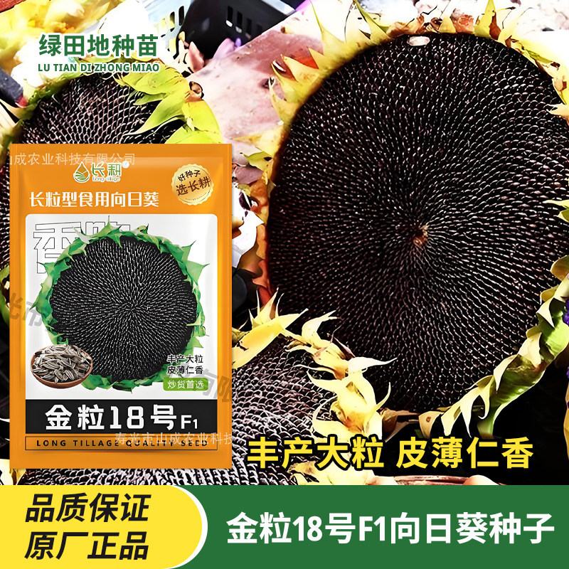 长粒型食用向日葵种子