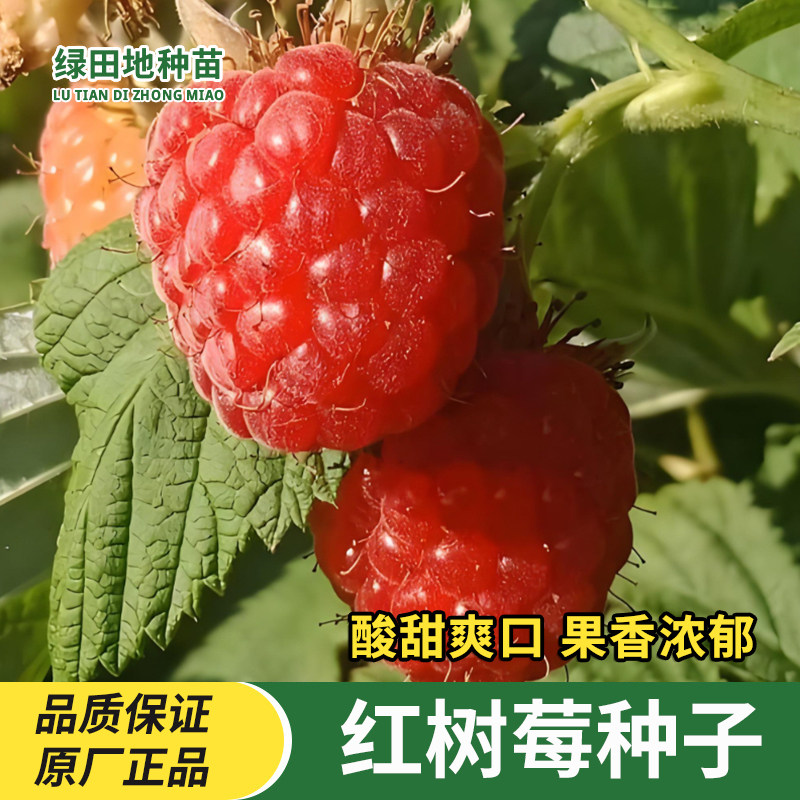 树莓种子红树莓种子庭院阳台小院