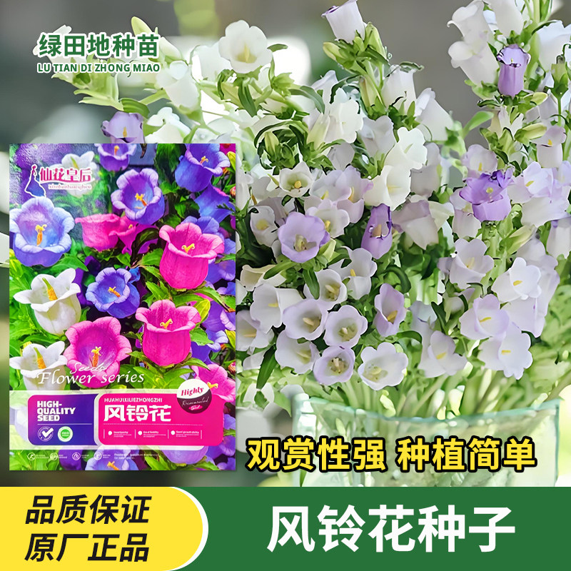 风铃花种子风铃草种子铃铛喇叭花种子室外庭院景观花海阳台花种籽