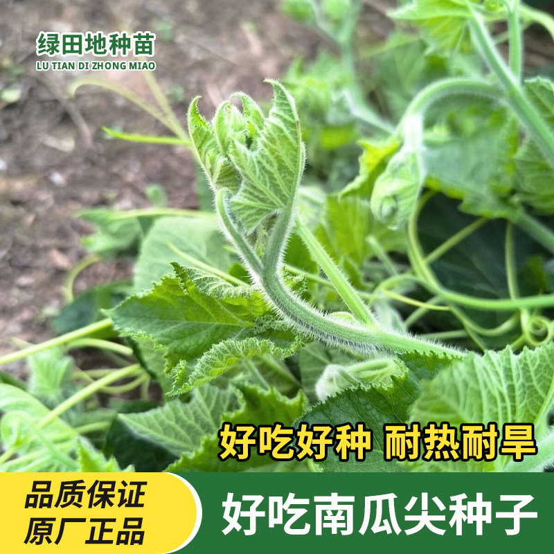 南瓜尖种子南瓜苗种子专吃南瓜藤茎嫩叶四季春播秋播家庭蔬菜种子