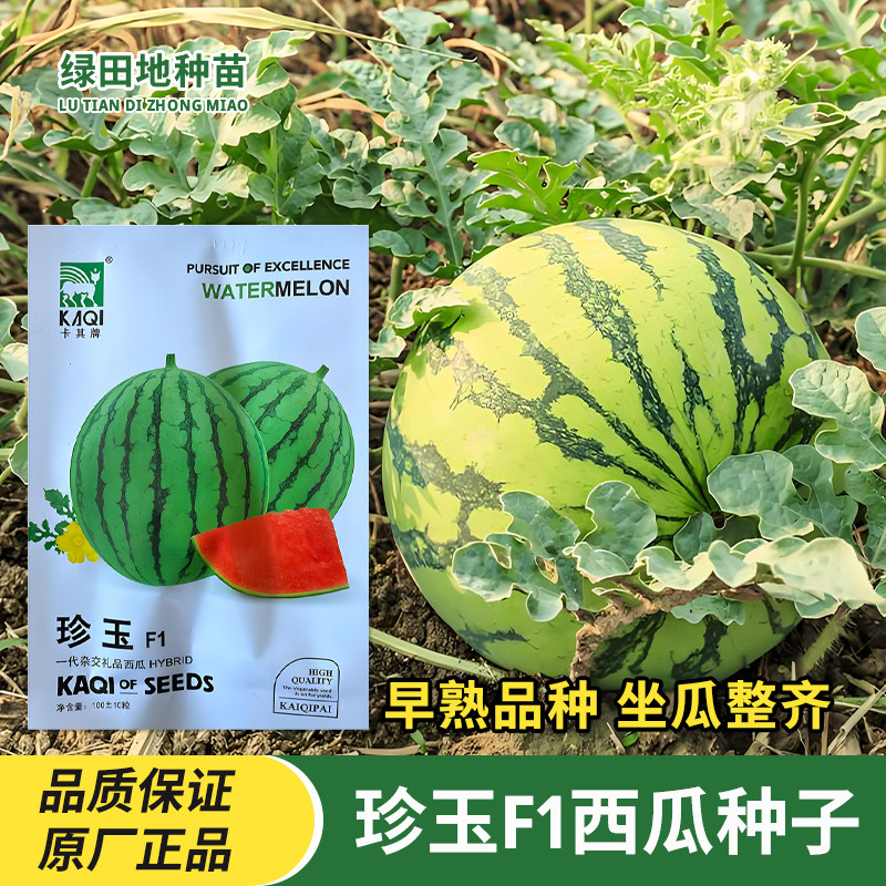 神禾种业珍玉F1西瓜种子