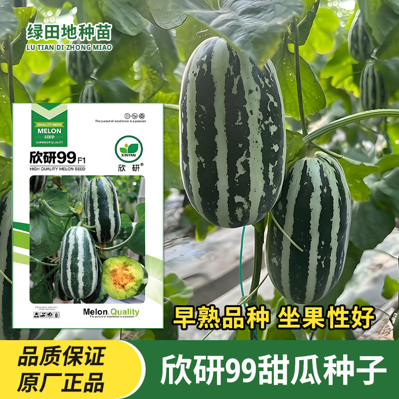 欣研99甜瓜种子冰糖子