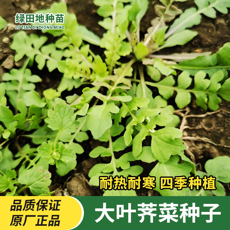 野生荠菜种子大叶野菜种籽