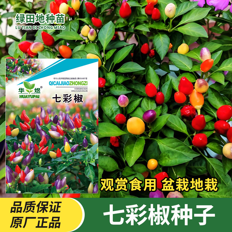 七彩椒种子观赏食用辣椒种籽