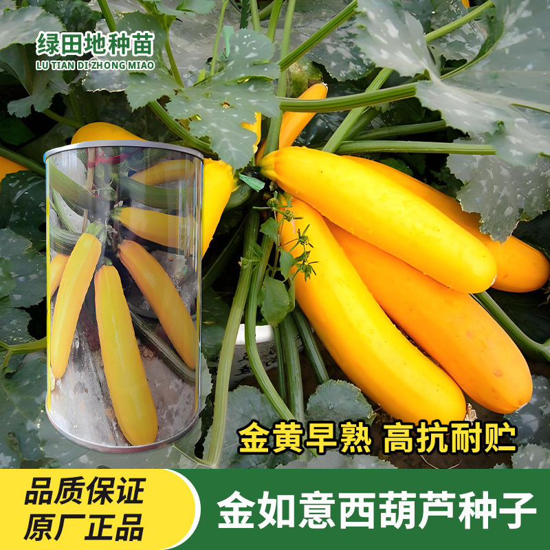 金如意西葫芦种子香蕉西葫芦种籽