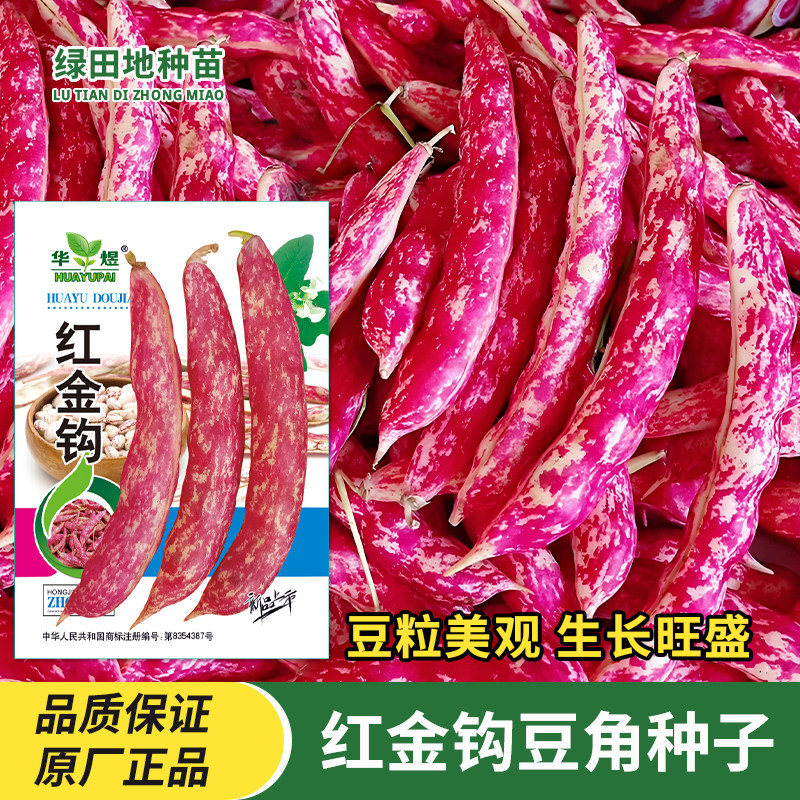 红金钩豆角种子油豆种籽