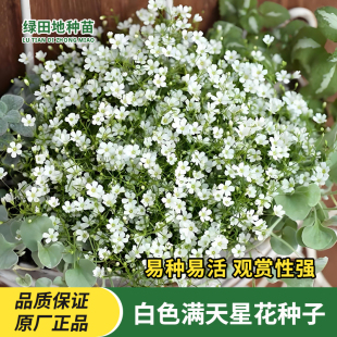 白色满天星种子吉普赛满天星四季阳台盆栽家庭室内外观赏花卉种子
