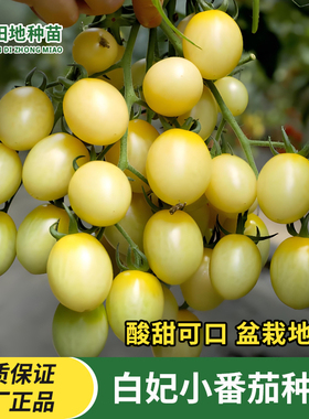 白妃小番茄种子白玉香妃樱桃番茄百斯特特色圣女果白色小西红柿种