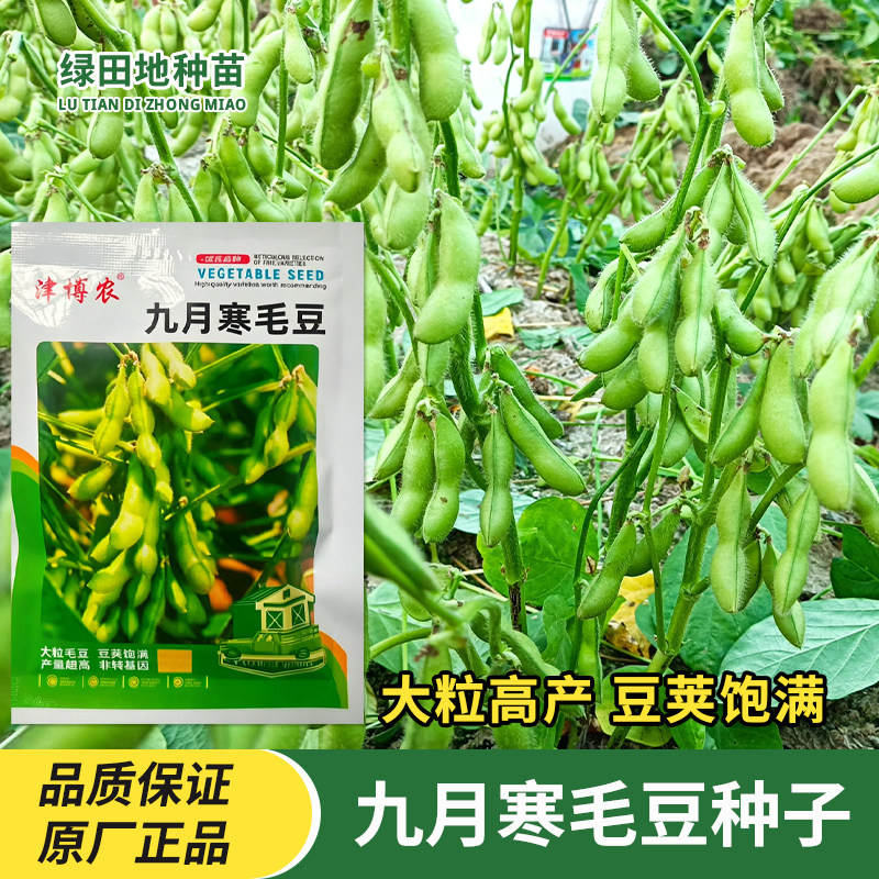 九月寒毛豆种子青豆绿毛豆早熟大粒四季盆栽庭院蔬菜种子豆种子籽