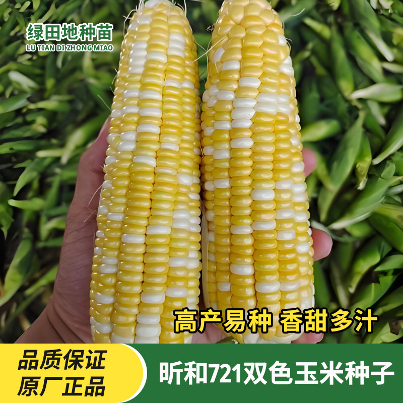 昕和721双色水果玉米种子