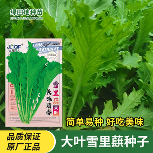 雪里蕻种子大叶排菜种籽芥菜小细叶雪里红九头鸟农家腌制蔬菜种子