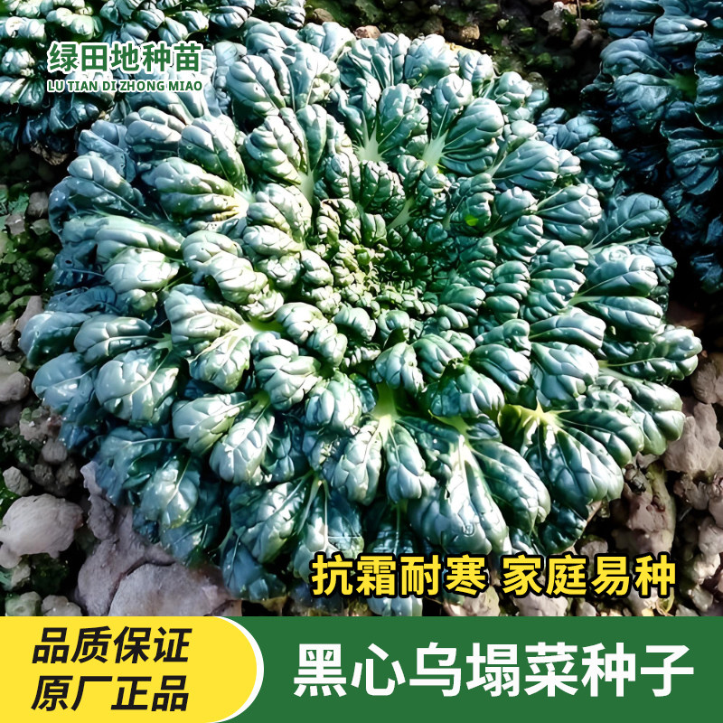黑心乌塌菜种子田园蔬菜种子