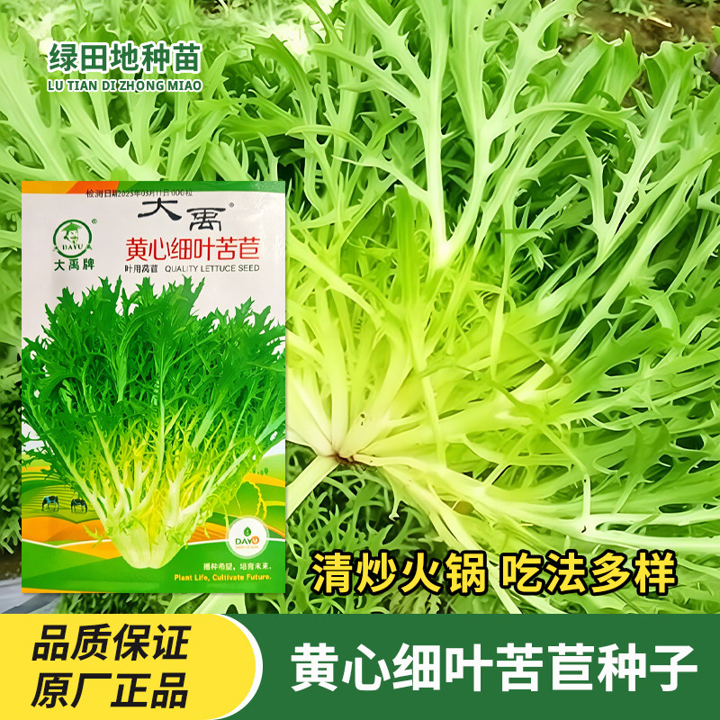 大禹黄心细叶苦苣种子