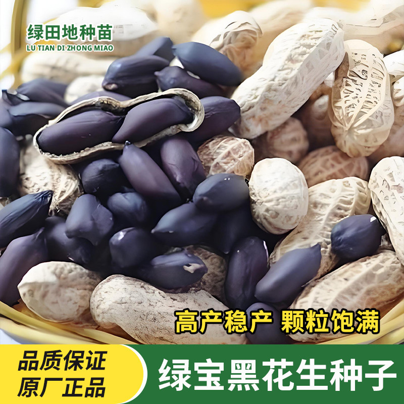 黑花生种子高产黑紫花生籽