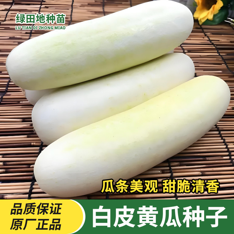 白皮黄瓜种子水果白黄瓜本地菜瓜种籽四季蔬菜种子庭院农家菜种籽