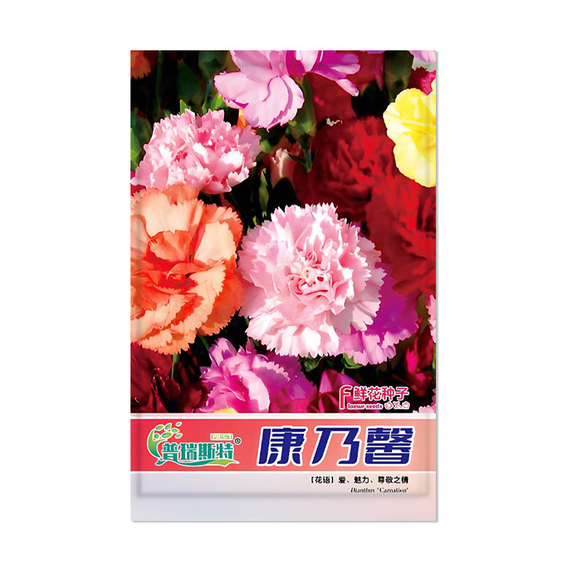 普瑞斯特康乃馨种子花卉种子