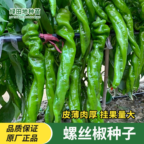 螺丝椒种子四季蔬菜种子