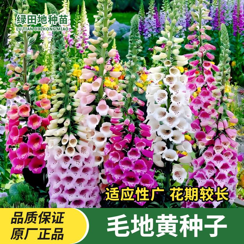 毛地黄种子混色四季易种趣味观赏盆栽多年生花园花境庭院花卉种子
