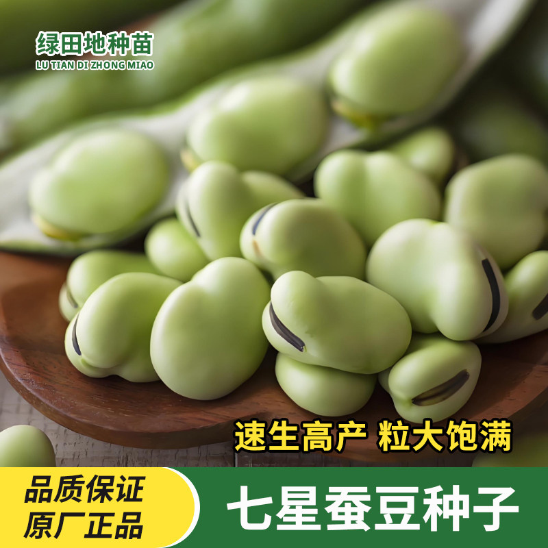蚕豆种子北斗七星大罗汉豆种籽