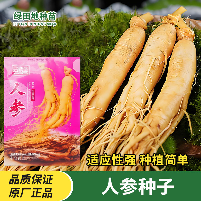 人参种子人四季种植适应强